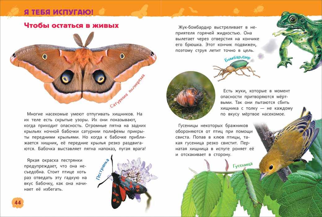 Короткие рассказы про насекомых для детей 5-6 лет | дача