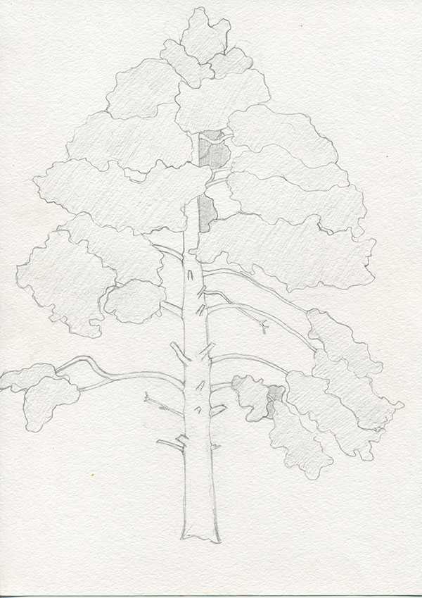 Рисунок дерево поэтапно Рисунок с изображением дерева