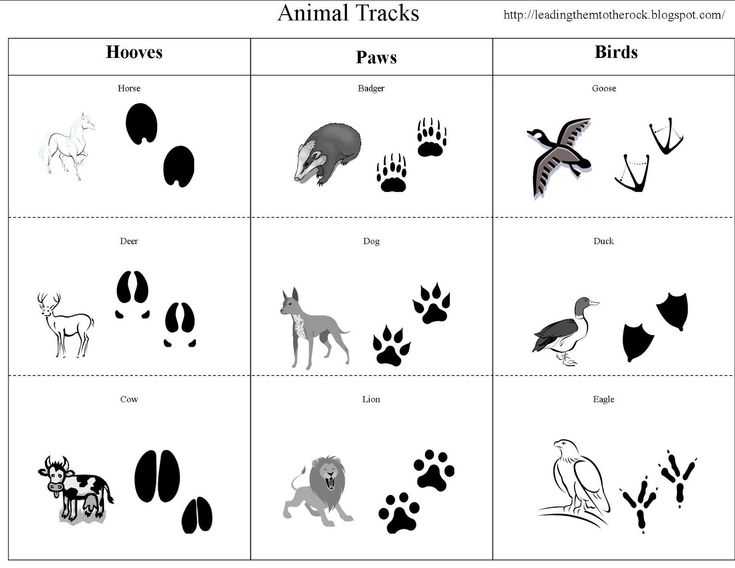 Следы разных животных. следы животных с подписями