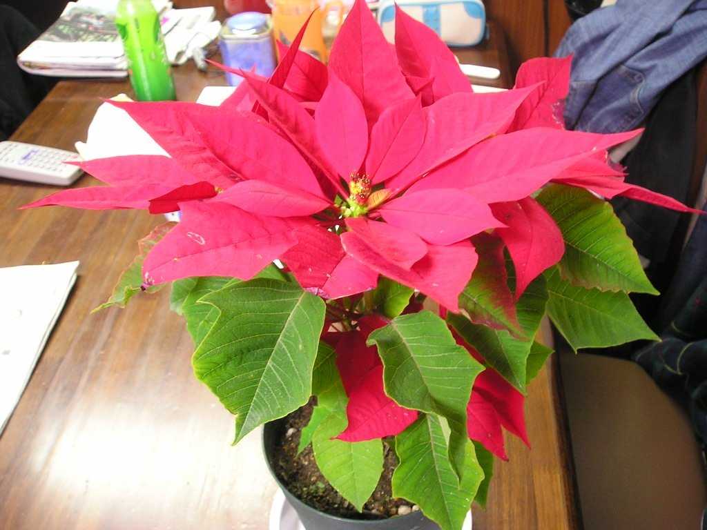 Пуансетия уход в домашних условиях цветок рождественская звезда как обрезать пуансетию. когда и как обрезать пуансетию
