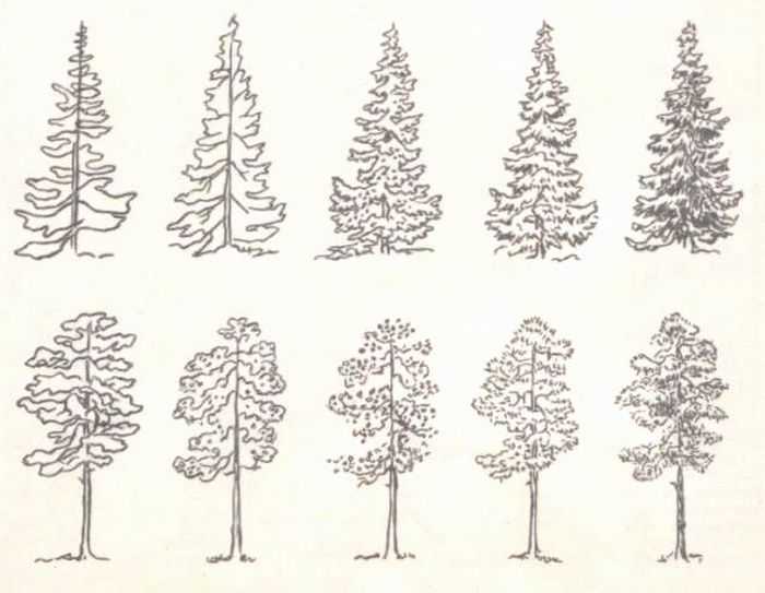 Как нарисовать сосну поэтапно карандашом и красками: мастер-класс по рисованию дерева для начинающих с описанием и картинками