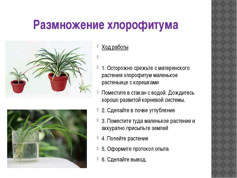 Комнатные растения в интерьере квартиры и дома
