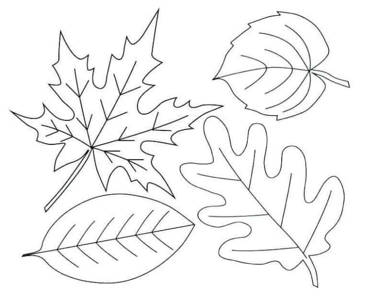 Шаблон для рисования и вырезания кленового листа - как нарисовать кленовый лист, рисуем лист клена поэтапно