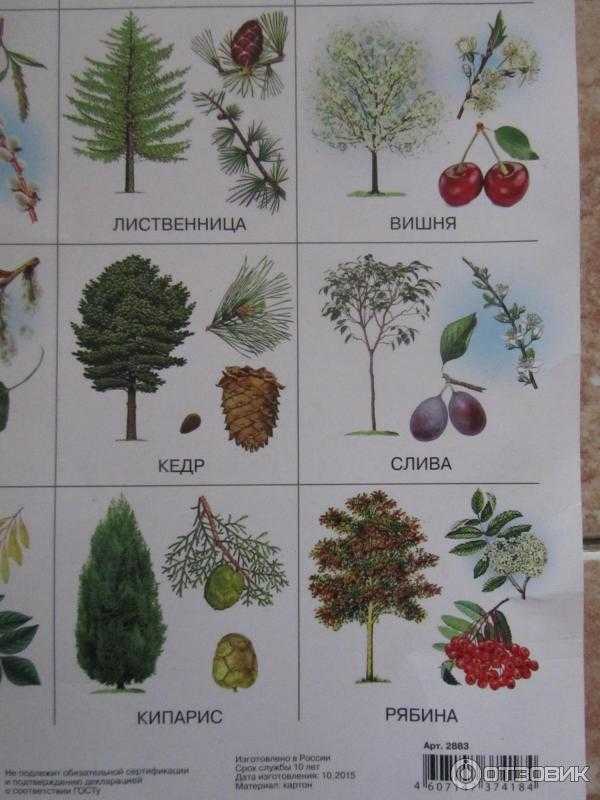 Лист дерева. строение, функции и виды листьев. :: syl.ru