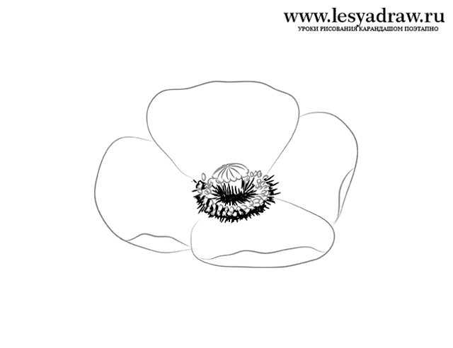 Как нарисовать цветок: поэтапно учимся рисовать цветок карандашом (розу, колокольчик, мак)