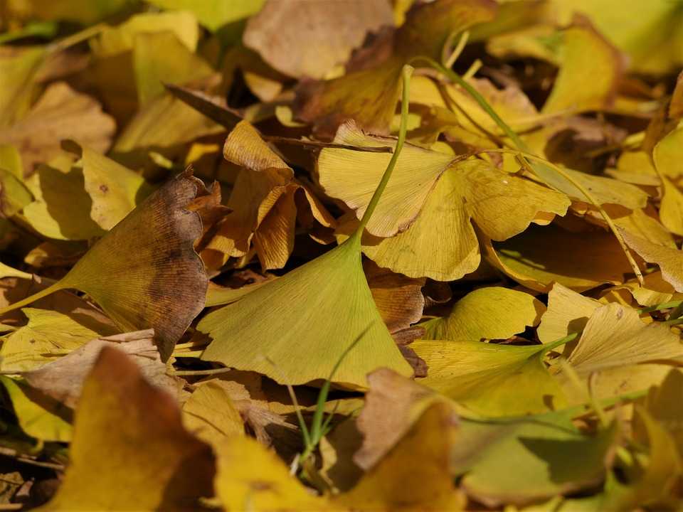 Идеи поделок из листьев: 85 фото ярких и красивых поделок из сухих листьев и веток