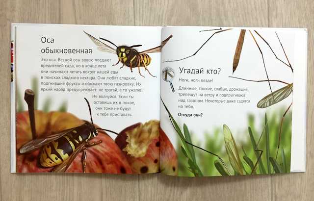 Короткие рассказы про насекомых для детей 5-6 лет