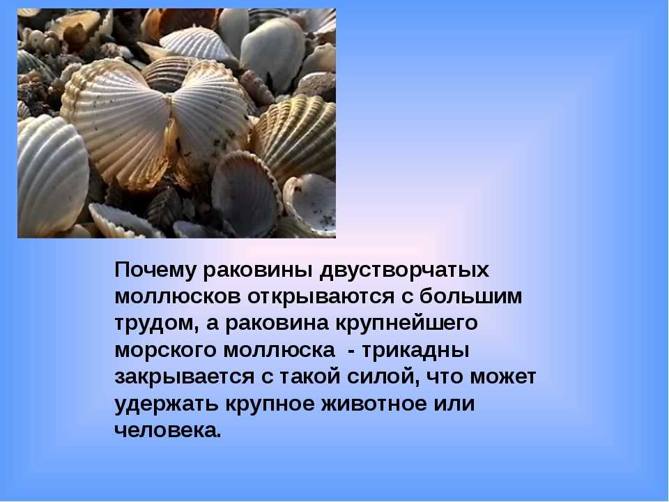 Пресноводные и морские моллюски: внешнее, внутреннее строение раковины, ее биология