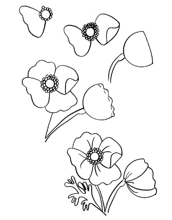 Как нарисовать цветок Мак поэтапно карандашом для начинающих Подробный мастер класс, с помощью которого вы научитесь рисовать красивые маки