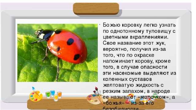 Картинки насекомых для детей, детские развивающие карточки с насекомыми для дома и детского сада