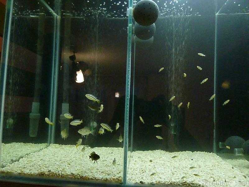 Как запустить аквариум в первый раз и что будет нужно знать начинающему