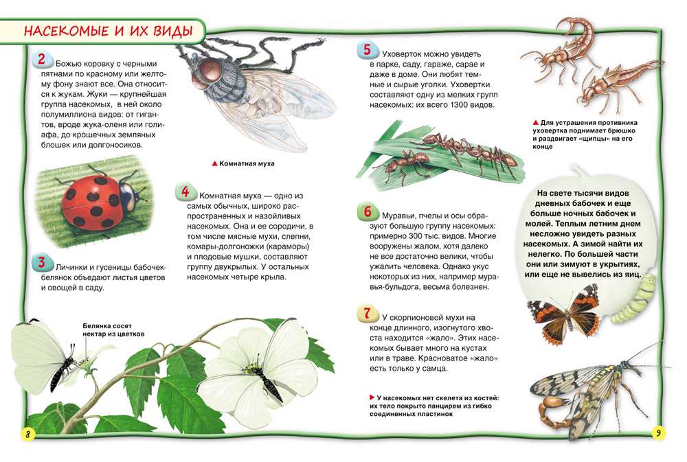 Экологический рассказ про насекомых для старших дошкольников 6-7 лет