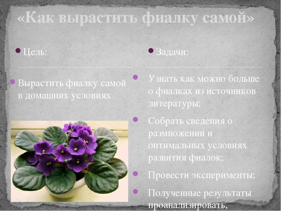 Всё о детках фиалок: фото и описание