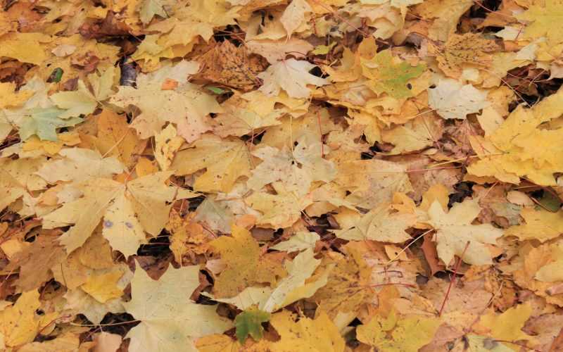 Компост из опавшей листвы: как сделать, как использовать для удобрения