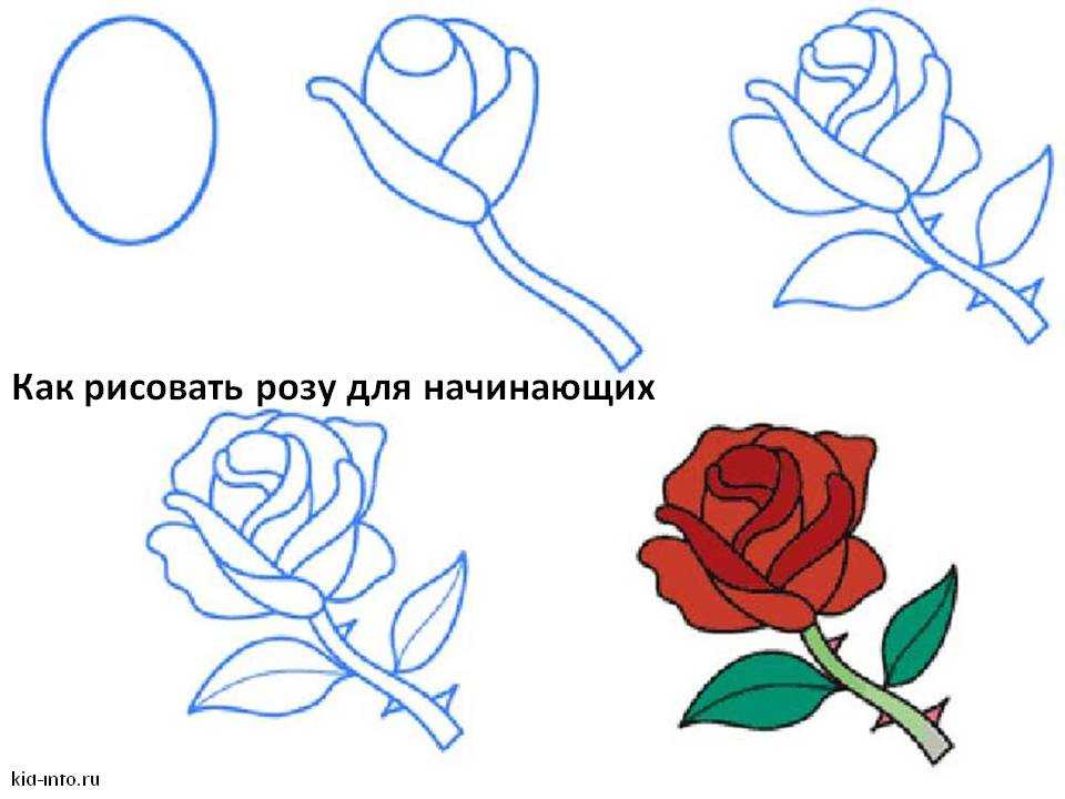 Как нарисовать розу карандашом, поэтапно для начинающих