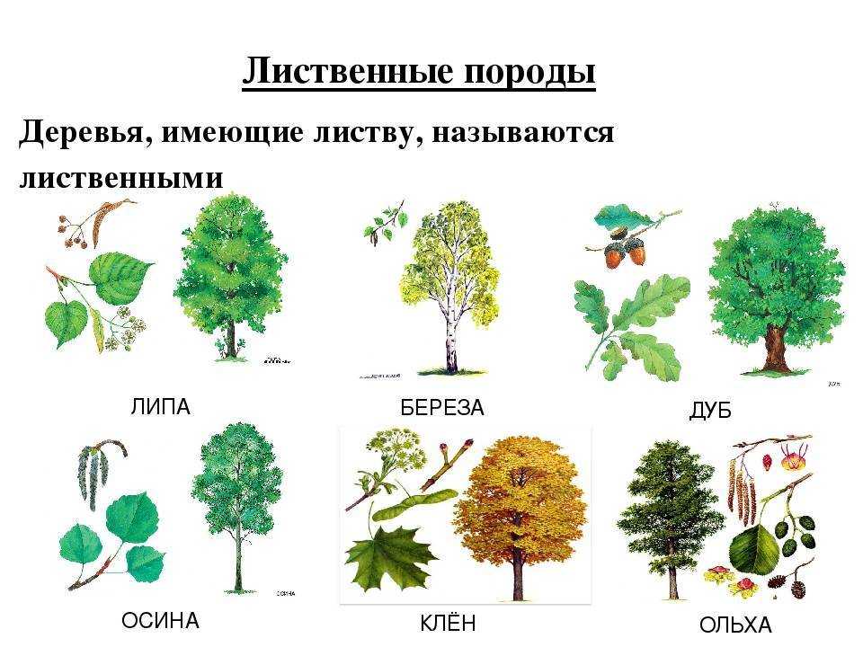Название деревьев и их листья: описание вида