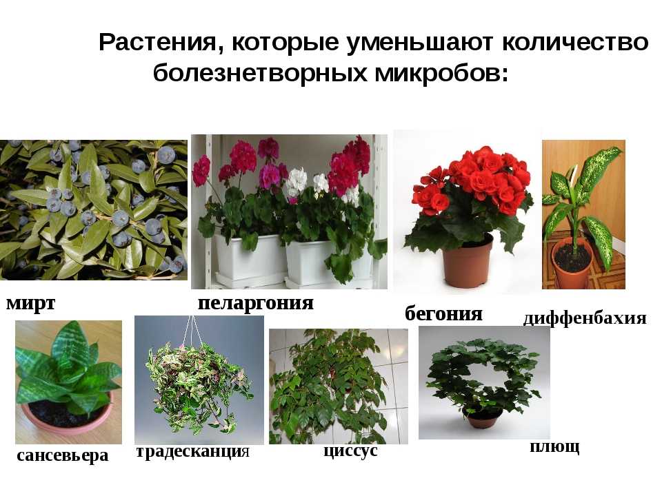 Самые ароматные комнатные растения
