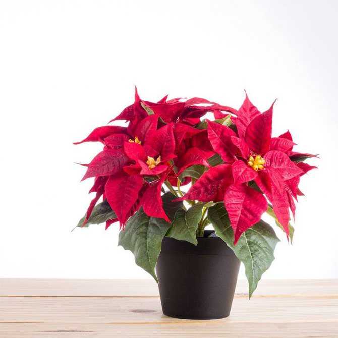 Цветок рождественская звезда (пуансеттия): уход в домашних условиях